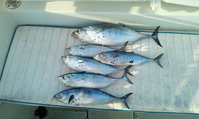  Pescado fresco 